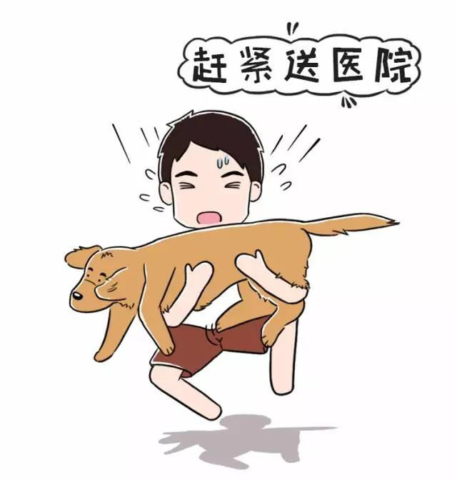 狗狗呕吐勿惊慌，病因颜色藏！教一教大家如何判断