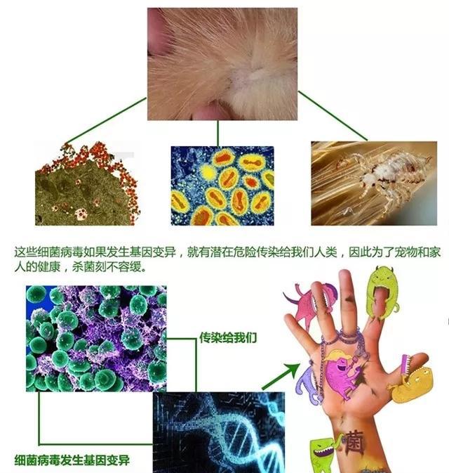 家中养狗选择这款隐形眼镜药水成分的消毒液,