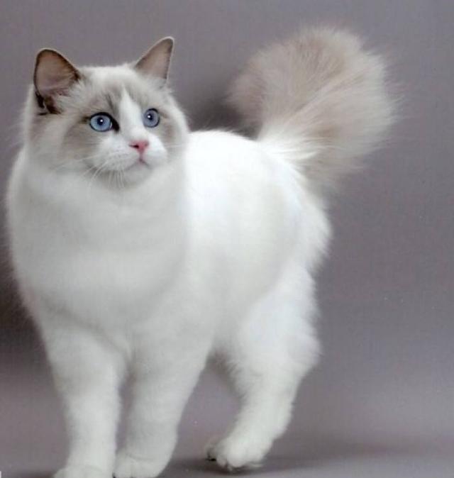 猫星人布偶猫:布偶猫都有什么颜色?