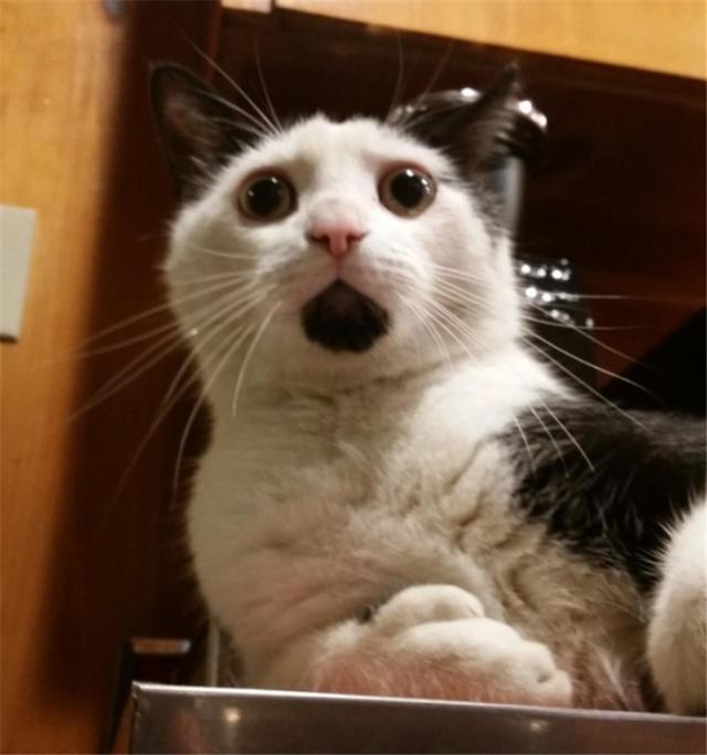 你可以翻翻自己的表情包库,是不是猫猫狗狗的都很多!