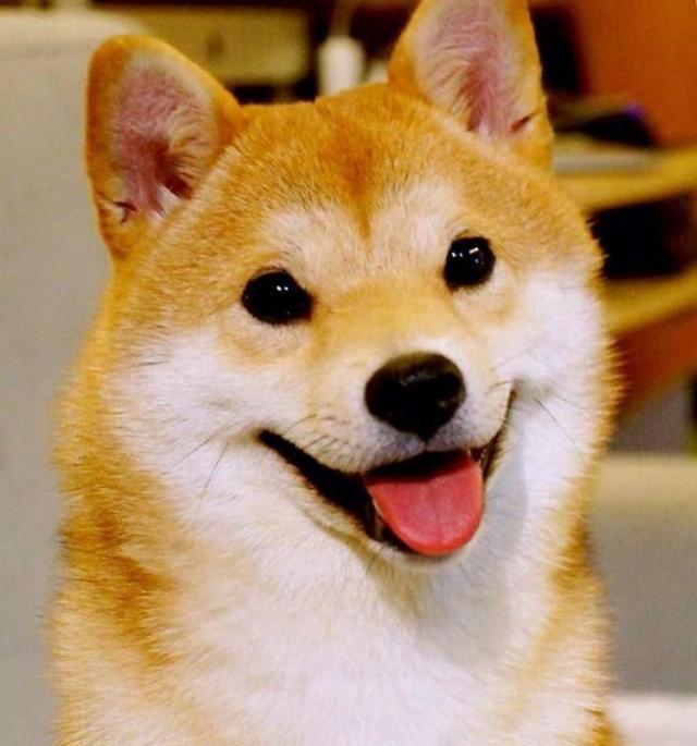 柴犬的微笑像阳光般灿烂,给人以温暖,印象中的柴犬的笑容应该是这样