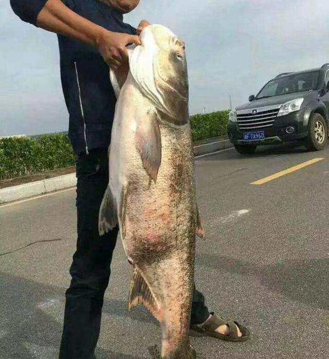 千岛湖里钓起一条大鱼,钓友说,一锅上号鱼汤到手了!