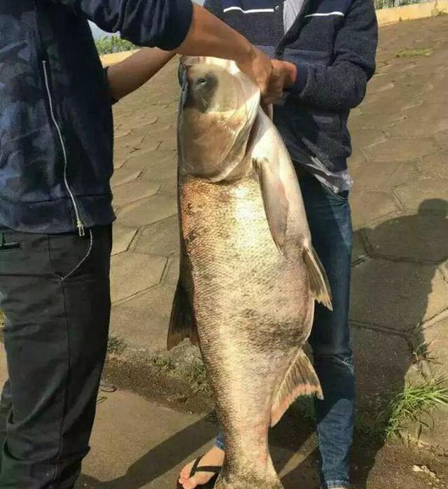 千岛湖里钓起一条大鱼,钓友说,一锅上号鱼汤到手了|千岛湖|钓友|大鱼