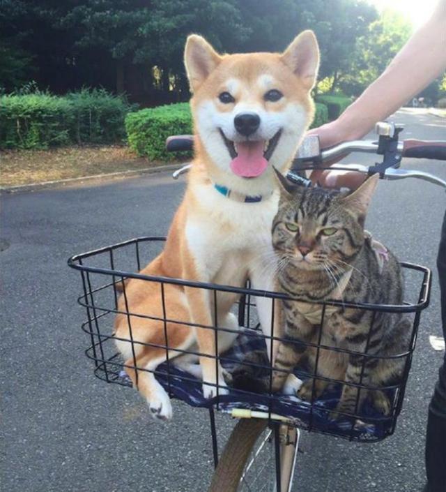 狗狗与猫咪同坐一个篮子,两只的表情亮了!喵:智商太低