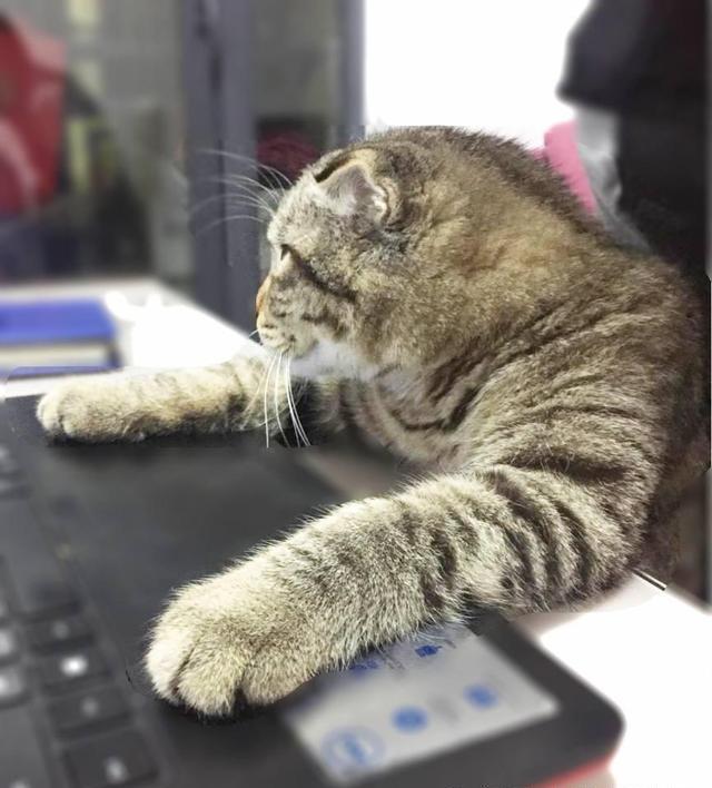 猫咪也疯狂,加班叫外卖工作不打烊,铲屎官成陪衬