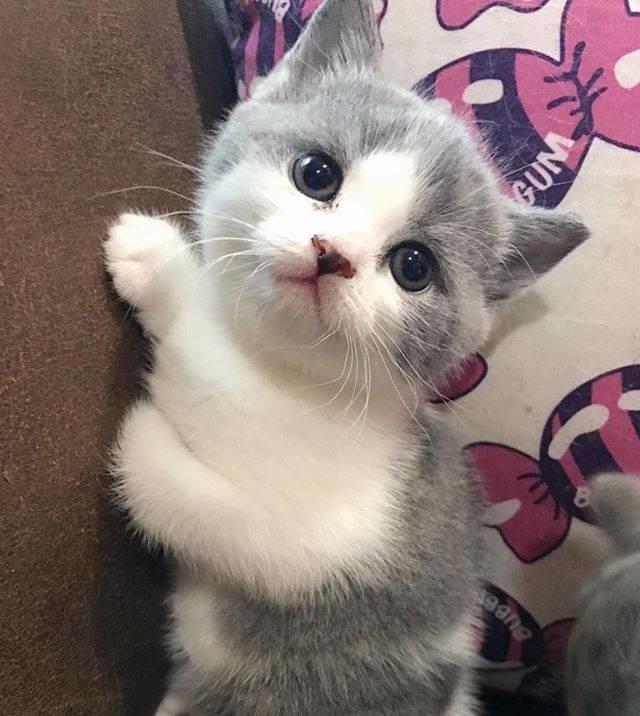 小奶猫还是比较听话的,平时的话也不吵闹,也不淘气,很乖巧的在沙发上