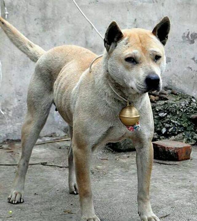 有一种震撼,叫土猎的风采 中国,从不缺优秀的猎犬