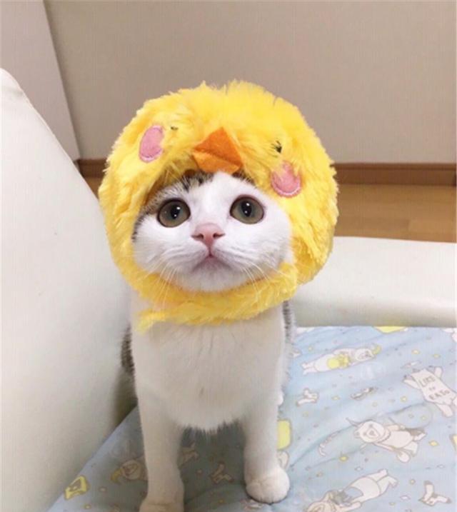 云吸猫时间到了:会玩还是日本人会,给猫带头套这萌点子谁想的?