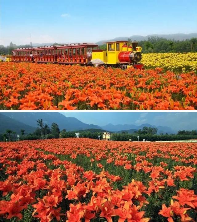 四川的5月，即将被这10片花海秘境包围，赶紧收藏！