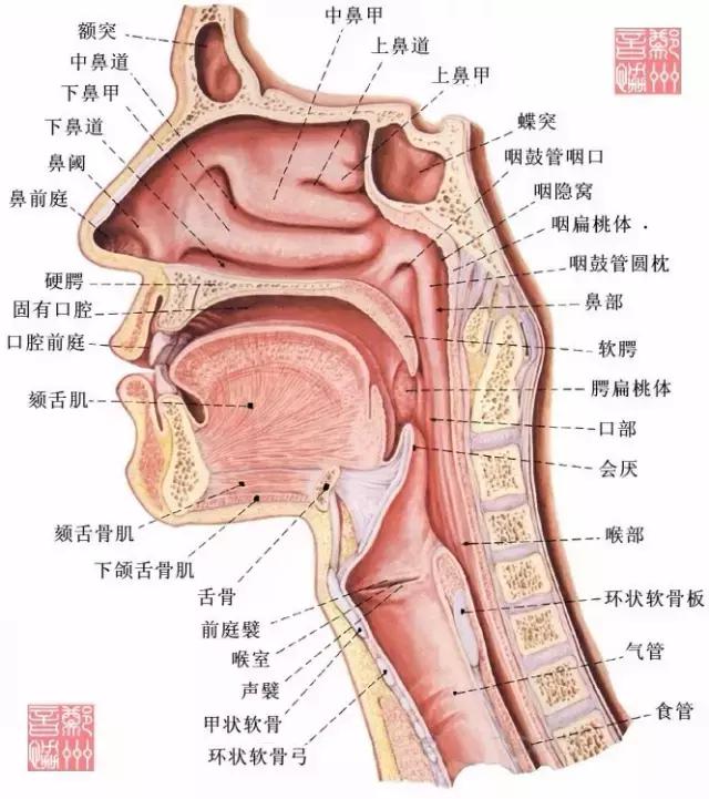 人类发音器官解剖 