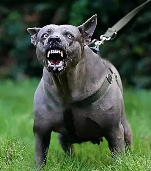 东南亚刽子手-泰皇脊背犬，世界上少有保留下古老血统的原始猎犬