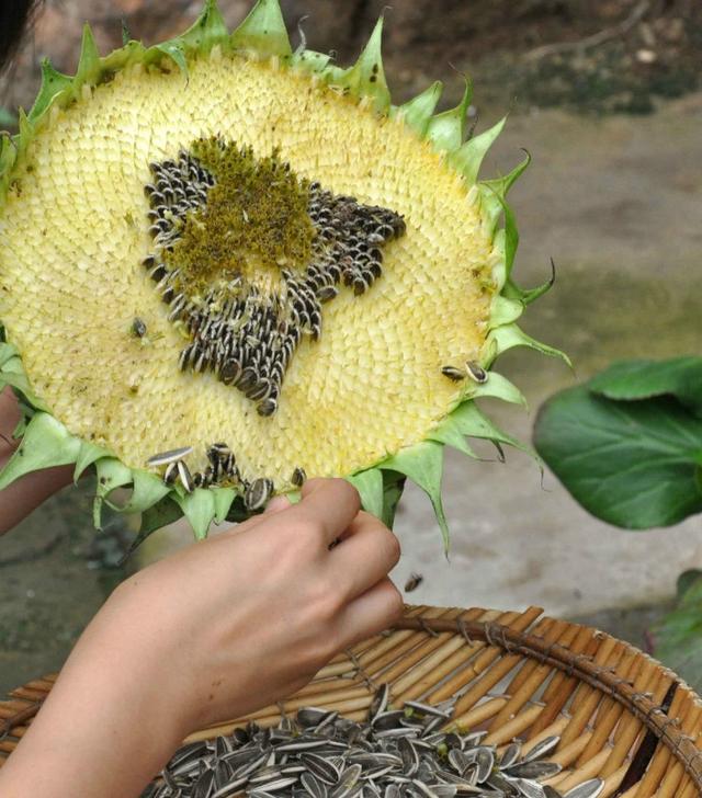 知道你吃的瓜子哪里来的吗?看看向日葵生长全过程!