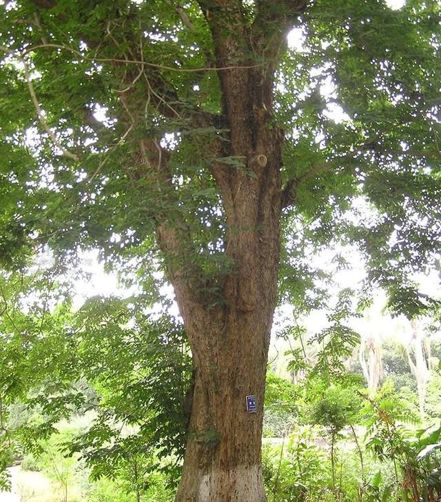 世界10大名贵木材排行榜，快看看中国有几种？