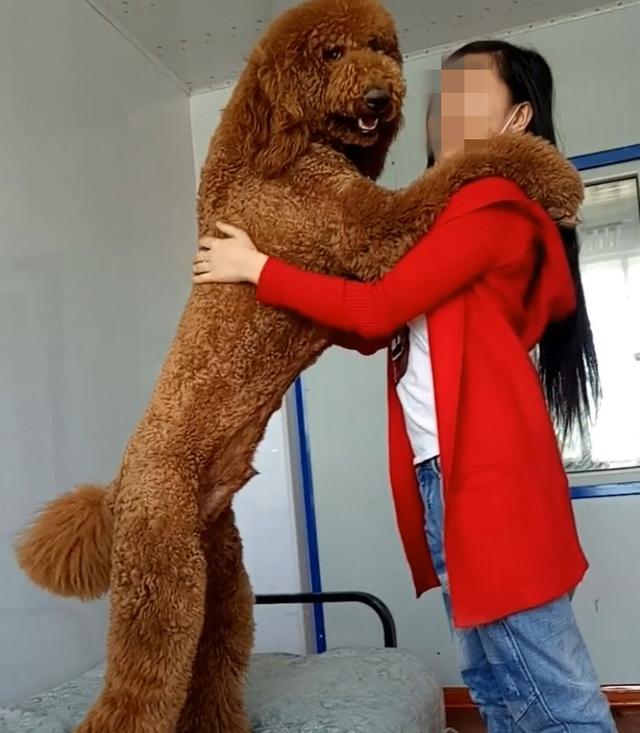 美女晒出家养的泰迪狗,网友看了直呼:这么大,玩起来肯定很舒服