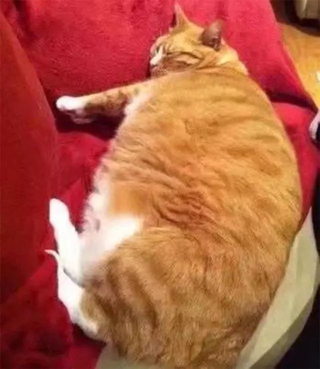 朋友总说橘猫太胖，主人不服，带猫咪去剃毛，再见面时瞬间尴尬了
