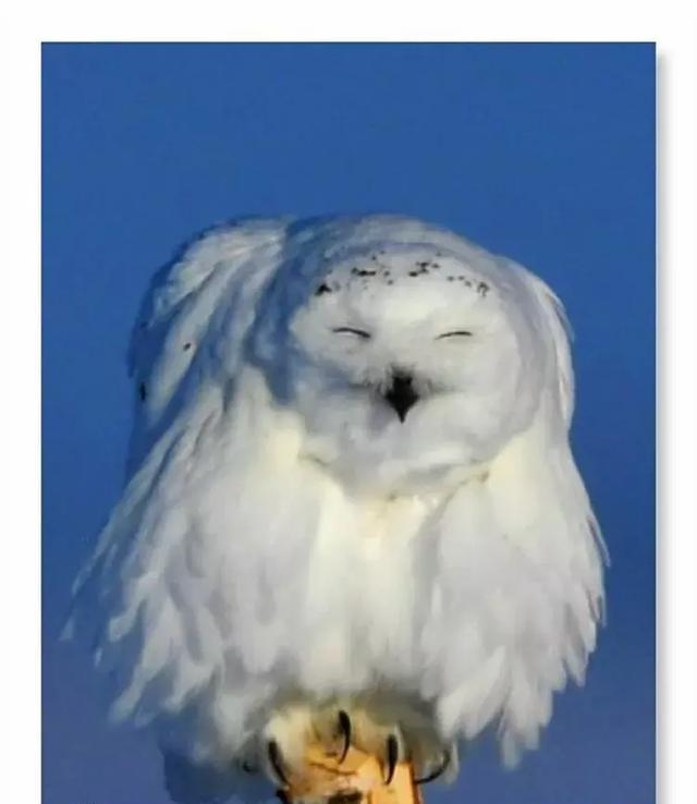 这个冬天,在额尔古纳与雪鸮的约会