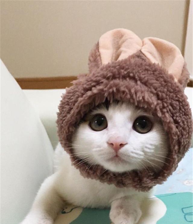 云吸猫时间到了:会玩还是日本人会,给猫带头套这萌点子谁想的?