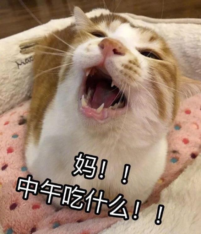 离不开我妈每天和妈的日常萌萌表情包你妈喊你回家吃饭