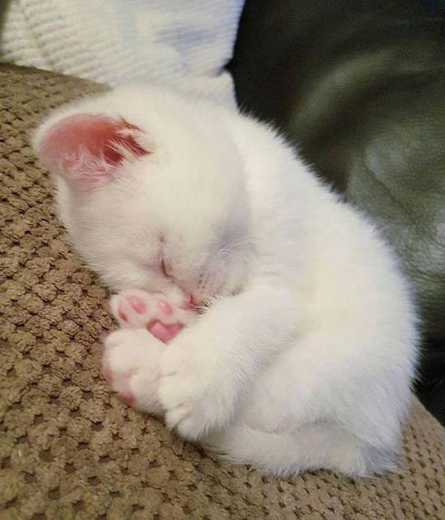 小奶猫睡觉图片