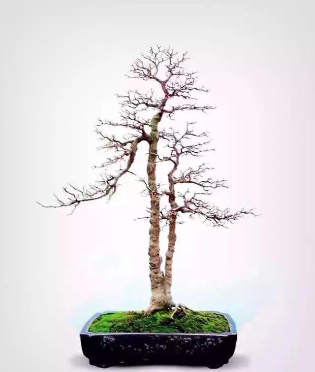 一高一矮, 相互衬托, 动静有致, 妙不可言, 双杆式盆景精品欣赏