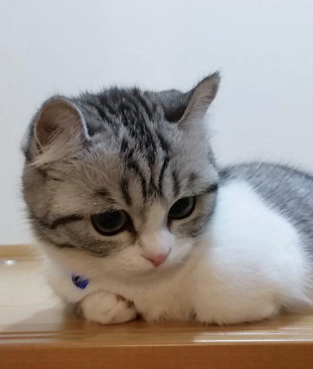 为何有些猫咪喜欢偷偷盯着