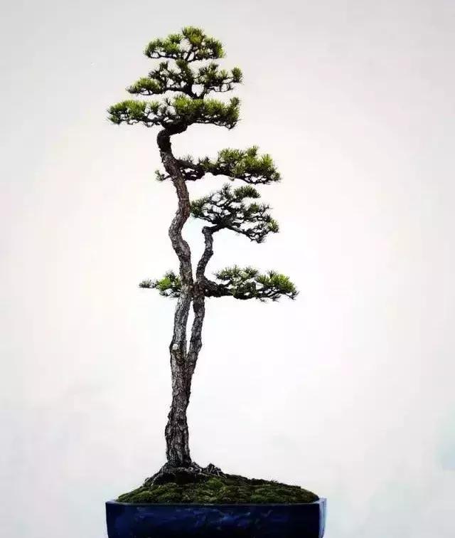 一高一矮, 相互衬托, 动静有致, 妙不可言, 双杆式盆景精品欣赏