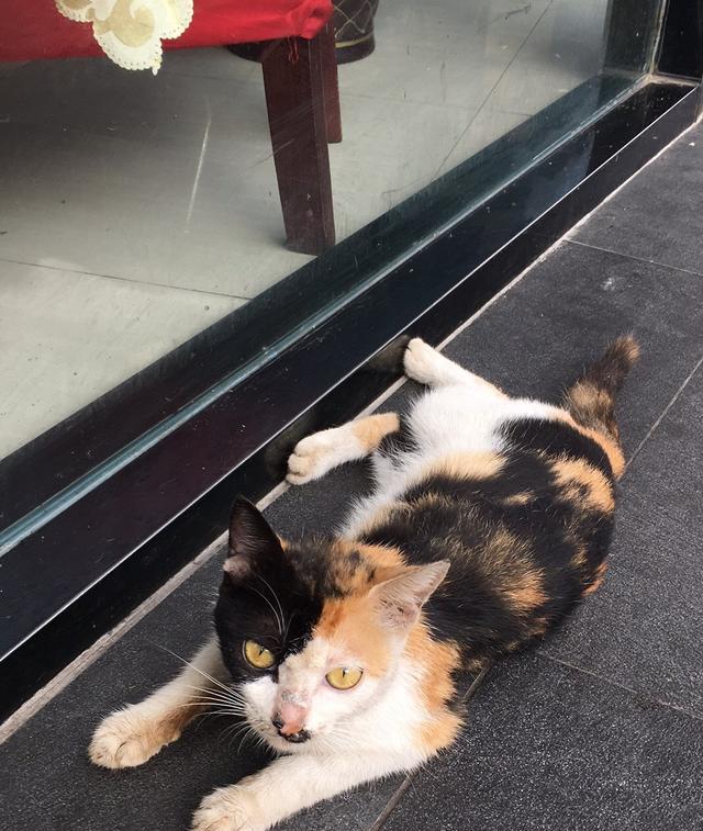 偶遇美丽而神秘的三花猫 媲美岛国的招财猫