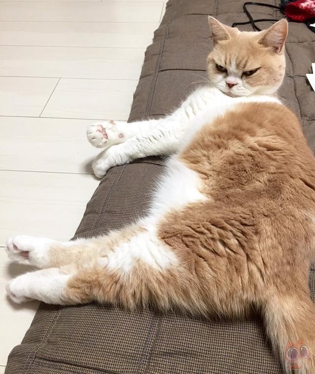自从给芥末吃了表情封印者李表情包,猫咪就不那么可爱了图片