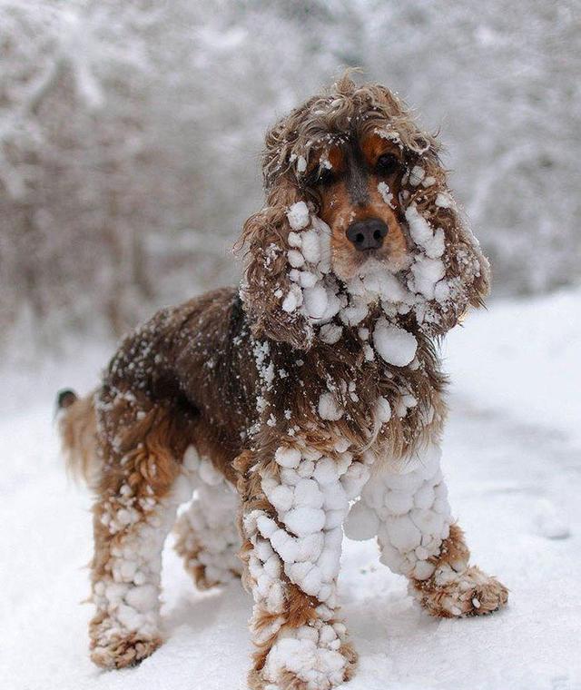 让自己的身上落满雪花,这是出于它们的本能吗?