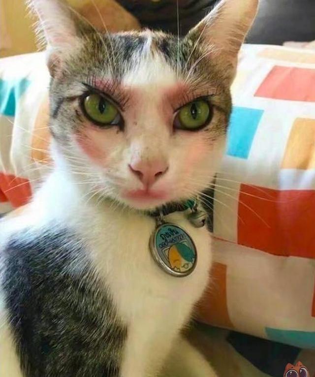 铲屎官突发奇想,给家里的猫咪化妆,喵星人妩媚的样子把人笑翻了