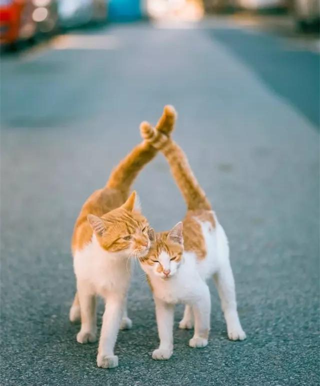 黑猫:哎呀,卧槽,吓死宝宝了 3. 情人节到了,猫猫都来秀恩爱了!