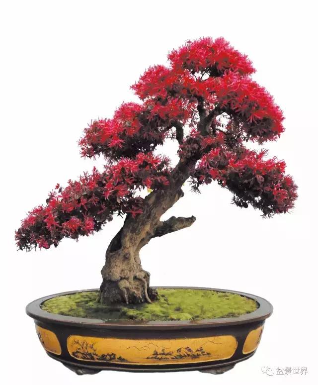 野生的红花檵木已经很少了, 红花檵木盆景要怎样制作及养护