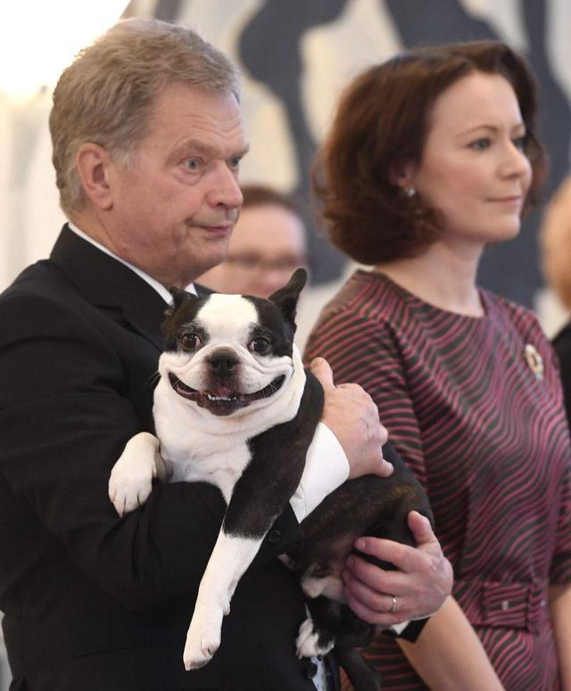 芬兰总统带狗上班,狗狗表情和他一模一样,网友