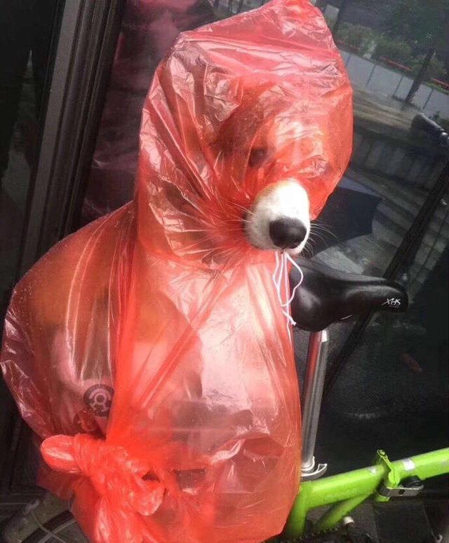 「搞笑囧图」刚下雨了,一网友街边猛然看到这一幕