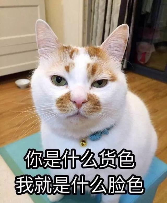 人类语言太无力,我就喜欢用猫咪表情包diss世界!