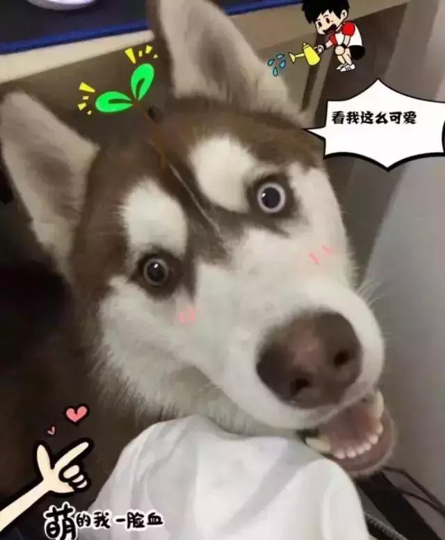 我们都误会二哈了,谁说二哈只会犯二它也有暖的一面