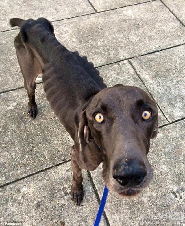 主人无能:小黑狗一辈子没吃一顿饱饭，到死也是饿死鬼