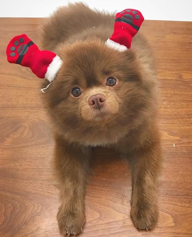 国外网友棕色博美犬憨态可掬走红网络!