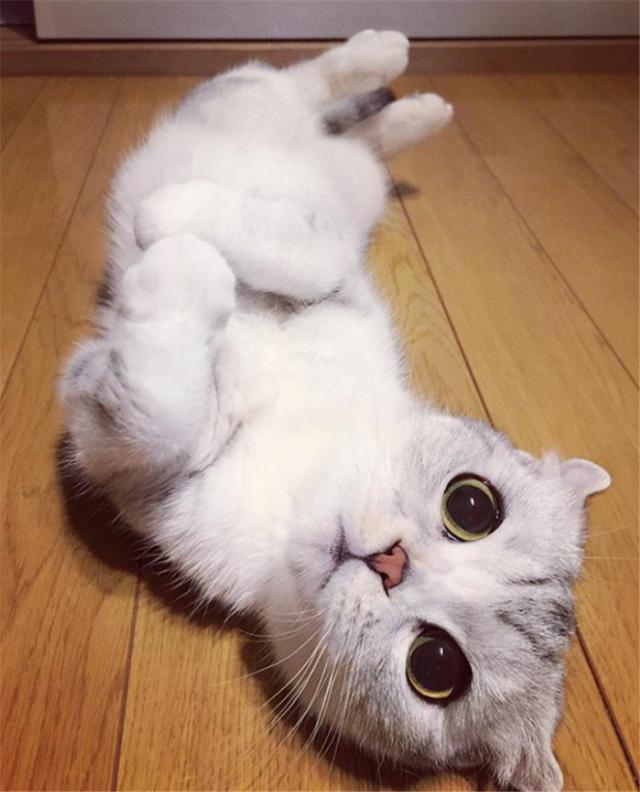 听说这是世界上眼睛最大的猫咪,一秒沦陷化身猫奴!