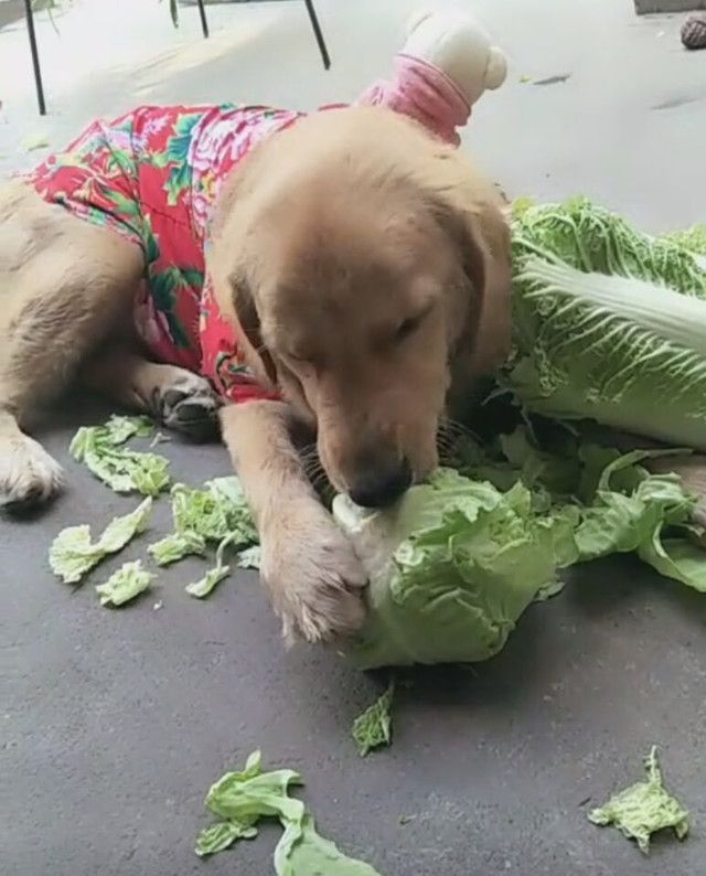 狗狗偏爱吃青菜,主人:这不是一只金毛