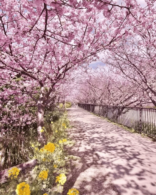 静冈, 拥有日本开花最早的樱花