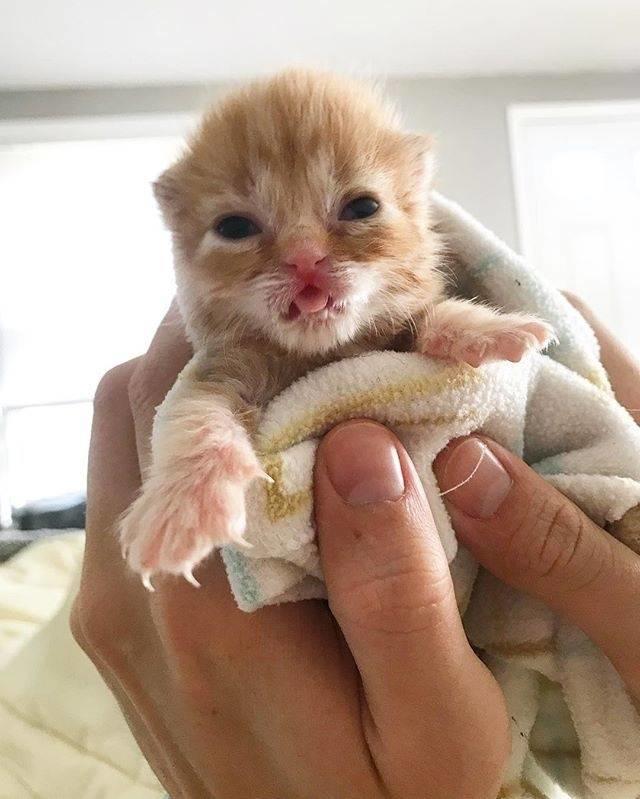 刚出生的小橘猫,小嘴巴大眼睛,赶紧过来吸一口!