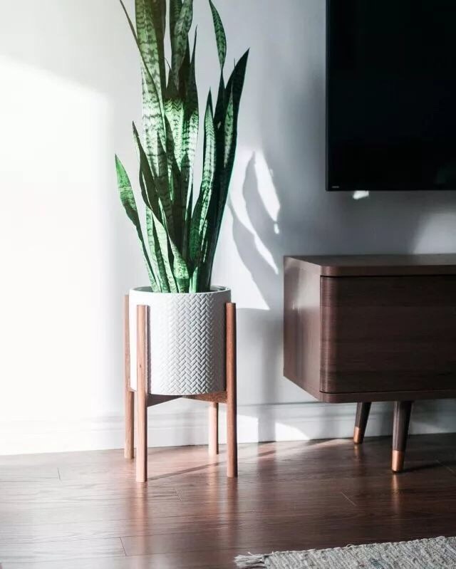 去年的九种网红家庭绿植,不知今年又会流行什