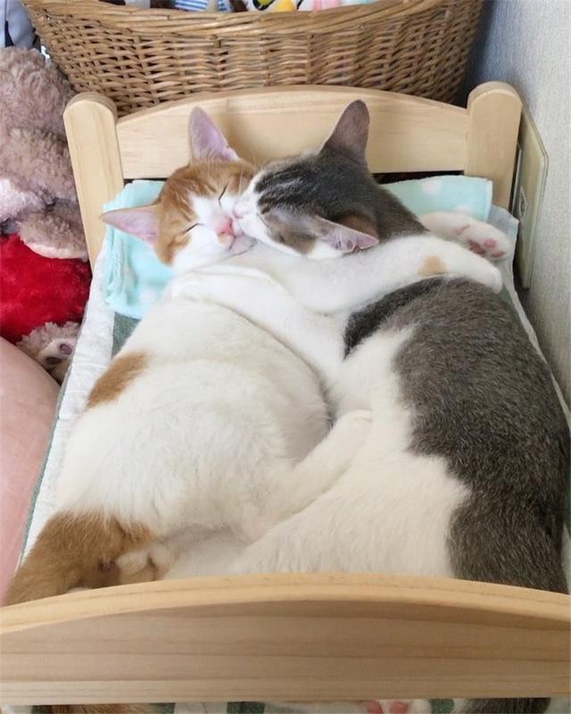 双生猫咪大秀恩爱清空你的血条,这波狗粮你吃的消么?