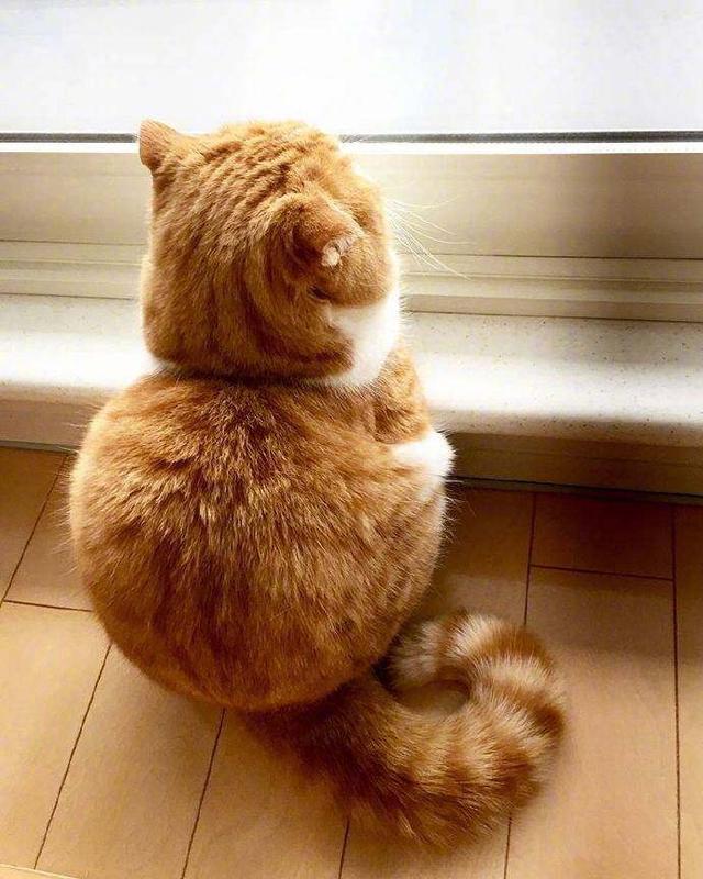 一只背影非常漂亮的橘猫,圆润可爱,网友:好想亲一口!