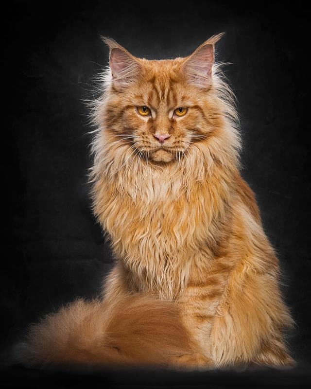 威武霸气的缅因猫果然是贵族范儿