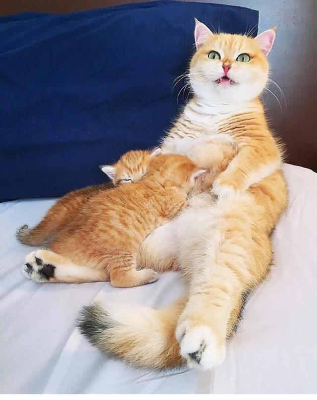 两只大猫咪天天秀恩爱,直到它们的两只小崽子降生,画风突变