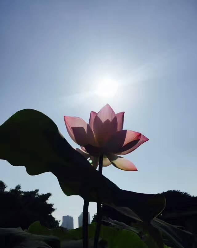 一花一佛一世界 新浪网