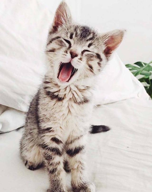 16种猫咪笑，你家主子是哪款？