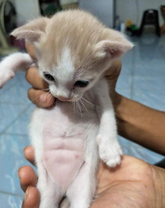 猩猩肌肉写字猜成语_猩猩卡通图片(2)